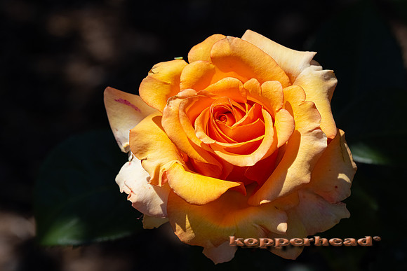 09791 06 2021 Kopperhead