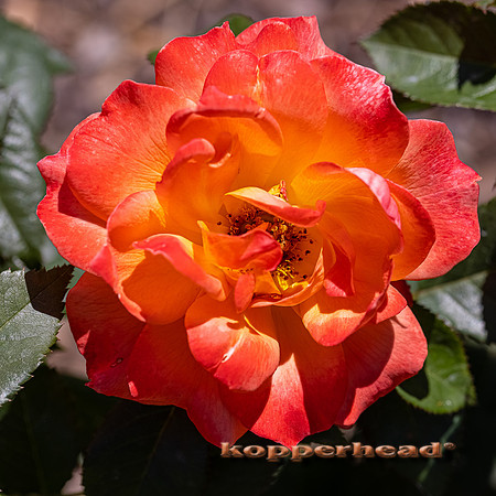 09785 06 2021 Kopperhead