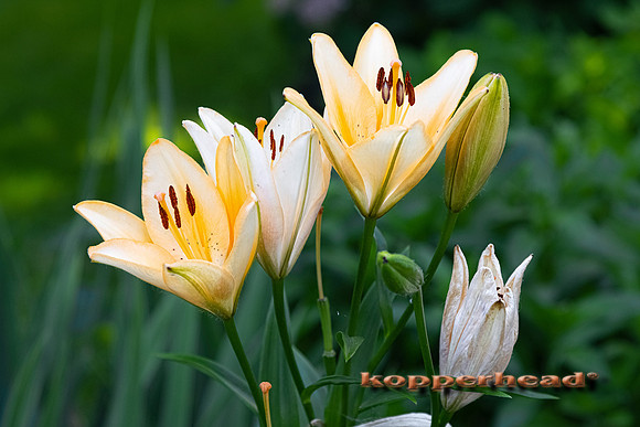 09353 06 2021 Kopperhead
