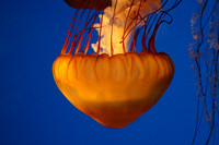 Aquatic