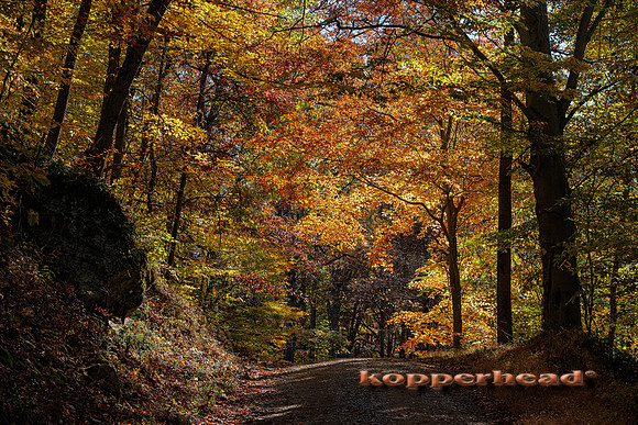51522 10 2022 Kopperhead