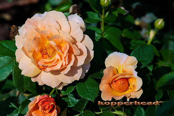 50111 09 2022 Kopperhead