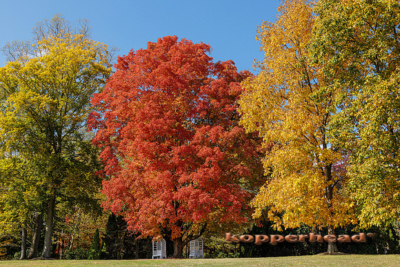 51015 10 2022 Kopperhead