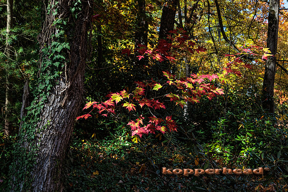51041 10 2022 Kopperhead