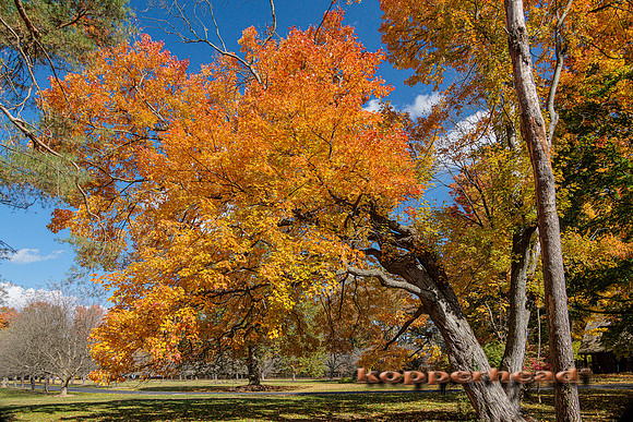 51006 10 2022 Kopperhead
