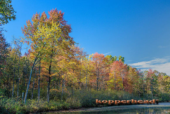 116029 10 2025 Kopperhead