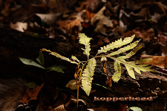 116089 10 2025 Kopperhead