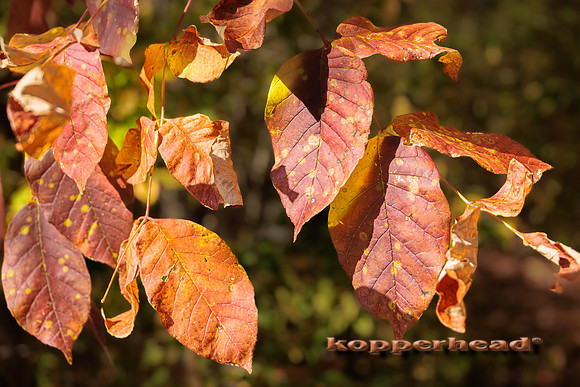 116100 10 2025 Kopperhead