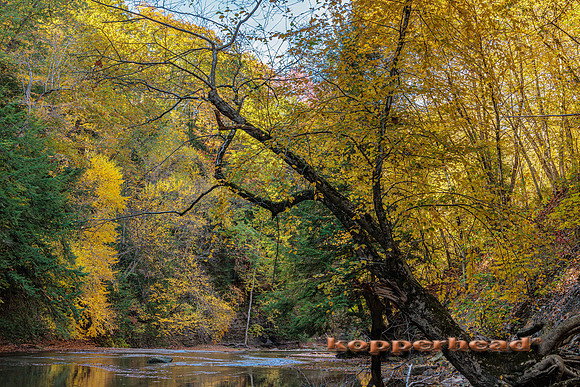 116247 10 2025 Kopperhead