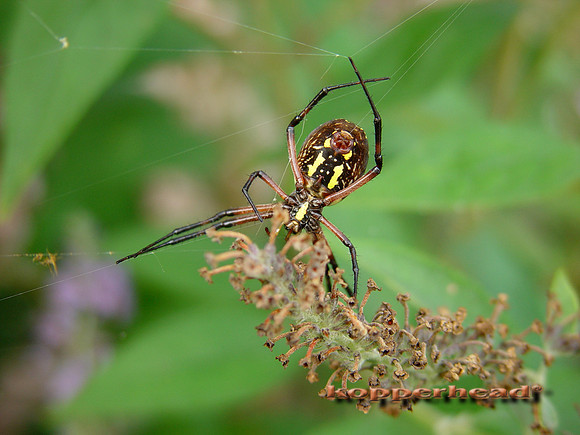 Spider Weaving 5623x