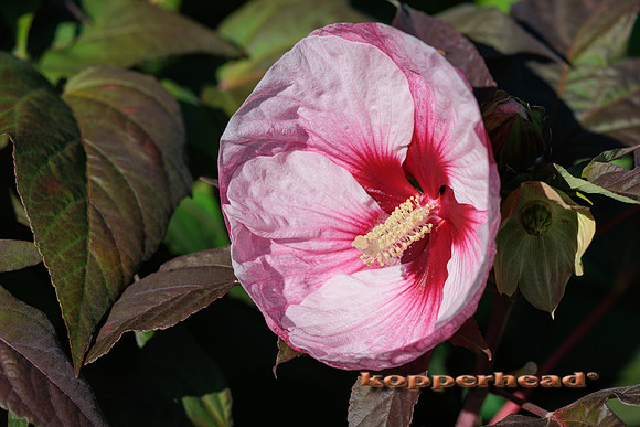 114616 09 2025 Kopperhead
