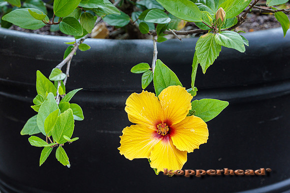 107898 06 2025 Kopperhead