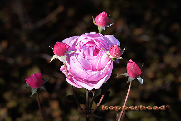 114635 09 2025 Kopperhead