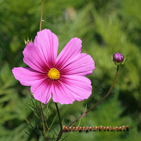 114664pS 10 2025 Kopperhead