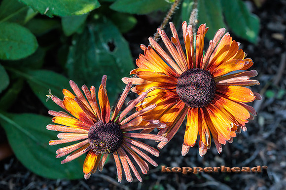 114668 09 2025 Kopperhead