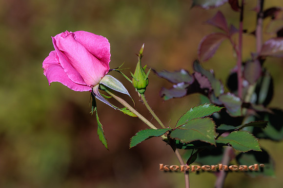 114762 09 2025 Kopperhead