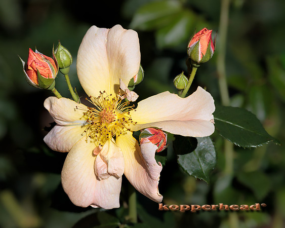 114763pS 09 2025 Kopperhead