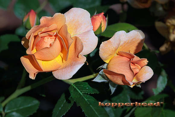 114769 09 2025 Kopperhead