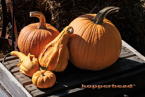 114795 09 2025 Kopperhead