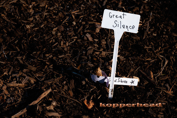 101147 02 2025 Kopperhead