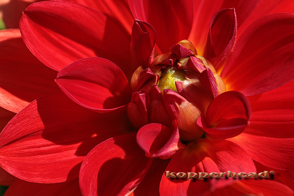 48853 08 2022 Kopperhead