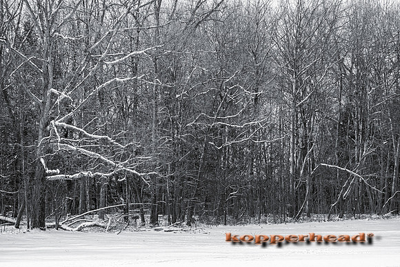 121120 01 2026 Kopperhead