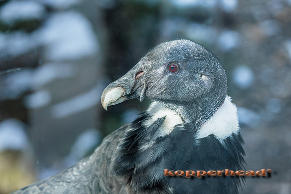 121267 01 2026 Kopperhead