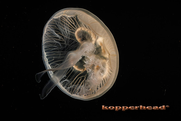 121755tP 01 2026 Kopperhead