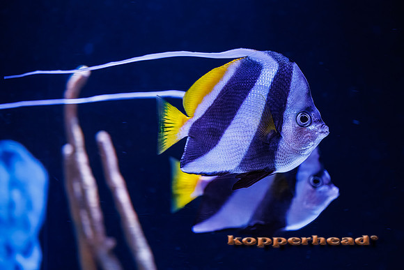 121725tP 01 2026 Kopperhead