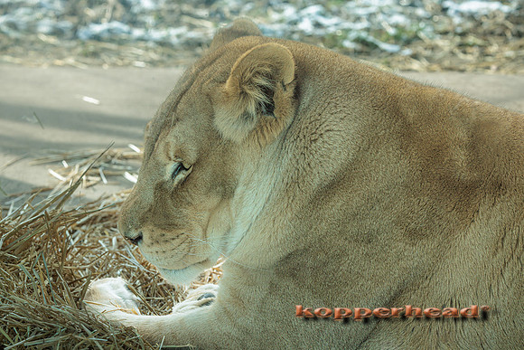 121400 01 2026 Kopperhead
