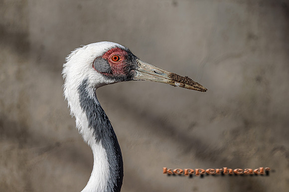 121904 01 2026 Kopperhead