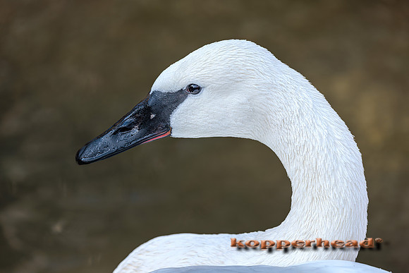 121937 01 2026 Kopperhead