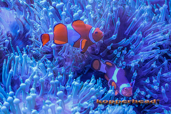 122379tP 02 2026 Kopperhead
