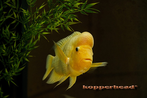 122391tP 02 2026 Kopperhead