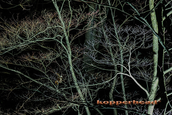 53591 12 2022 Kopperhead