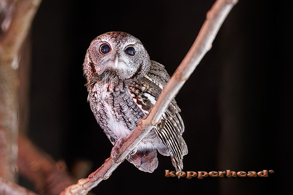 123043t 02 2026 Kopperhead-