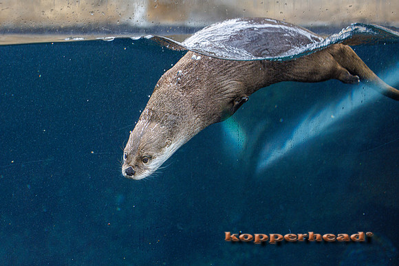 123016 02 2026 Kopperhead