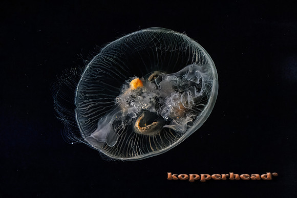 123454t 02 2026 Kopperhead-
