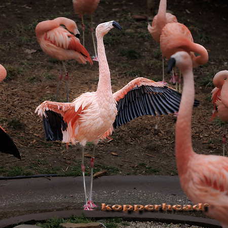 123537 02 2026 Kopperhead