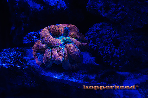 123528t 02 2026 Kopperhead-