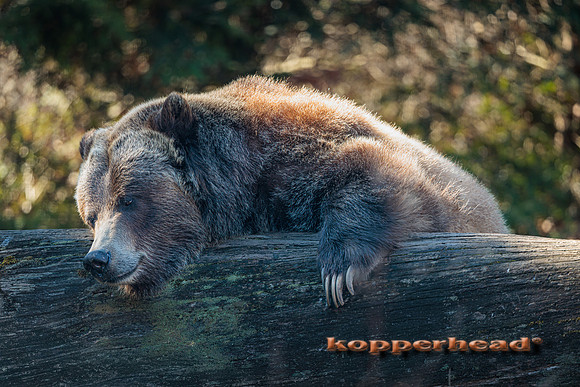 123670 03 2026 Kopperhead