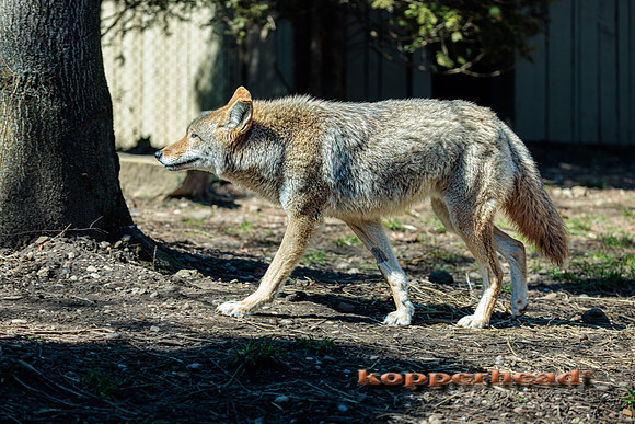 124025 03 2026 Kopperhead