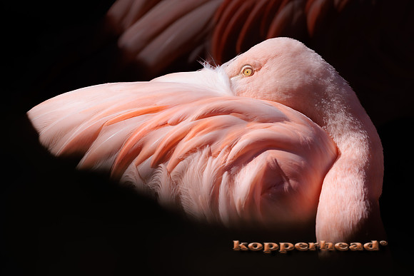 124064 03 2026 Kopperhead
