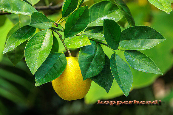 104001 04 2025 Kopperhead