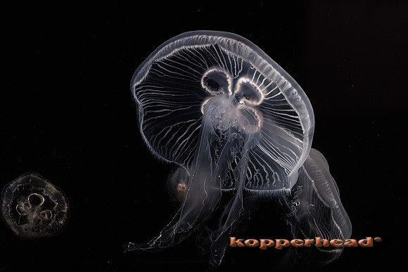 124513 03 2026 Kopperhead