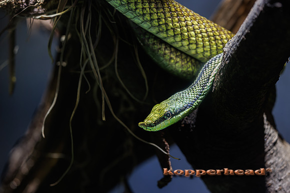 124540 03 2026 Kopperhead