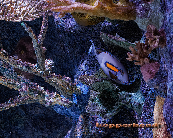 124475t 03 2026 Kopperhead-