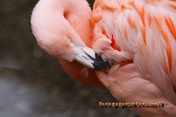 124586 03 2026 Kopperhead