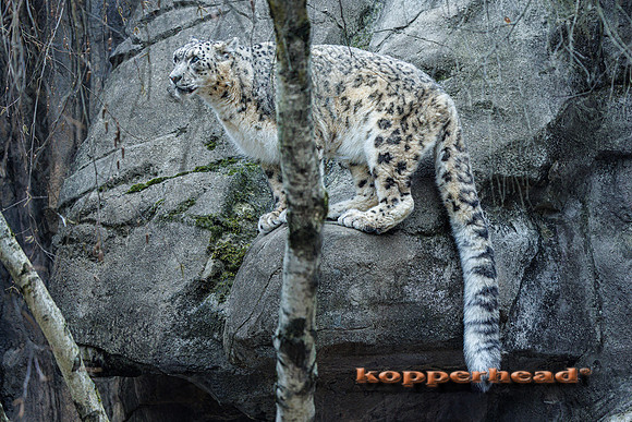 124192 03 2026 Kopperhead