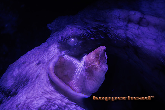 124893t 04 2026 Kopperhead-
